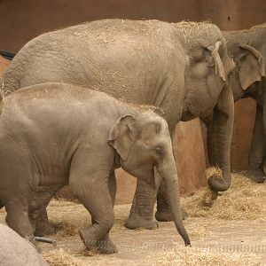Rotterdam Zoo 2011 - Asian Elephant