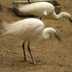Rotterdam Zoo 2011 - Asian Wetland Species