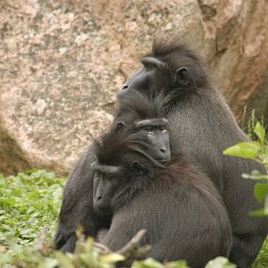 Rotterdam Zoo 2011 - Celebes Crested Macaque