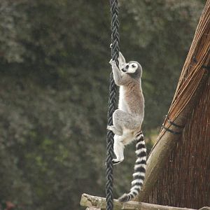 Rotterdam Zoo 2011 - Ring-tailed Lemur