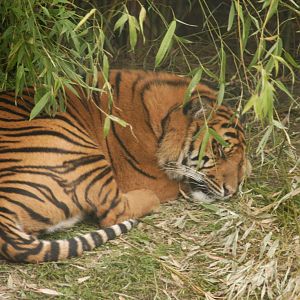 Rotterdam Zoo 2011 - Sumatran Tiger