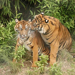 Rotterdam Zoo 2011 - Sumatran Tiger