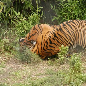 Rotterdam Zoo 2011 - Sumatran Tiger