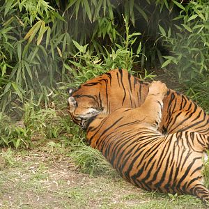 Rotterdam Zoo 2011 - Sumatran Tiger