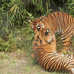 Rotterdam Zoo 2011 - Sumatran Tiger