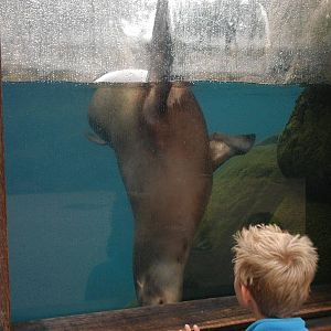 Rotterdam Zoo 2011 - Californian Sea lion