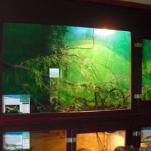 Green Anole Display - 16/10/2011