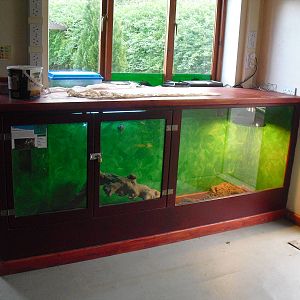 Tegu Enclosure - 16/10/2011