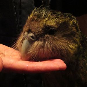 Sirocco the Kakapo