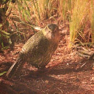 Sirocco the Kakapo