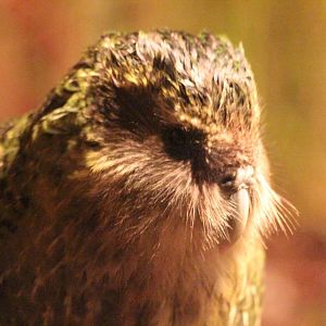 Sirocco the Kakapo