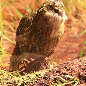 Sirocco the Kakapo