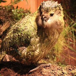 Sirocco the Kakapo
