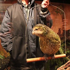 Sirocco the Kakapo