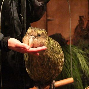 Sirocco the Kakapo