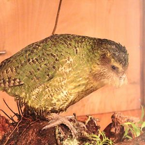 Sirocco the Kakapo