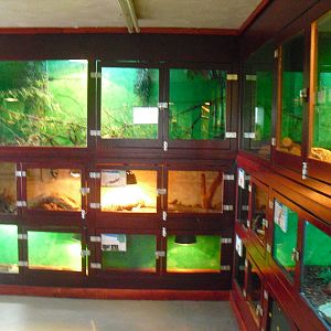 Reptile Displays - 16/10/2011