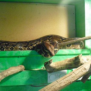 Boa Constrictor - 16/10/2011