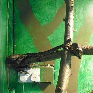 Amazon Tree Boa - 16/10/2011