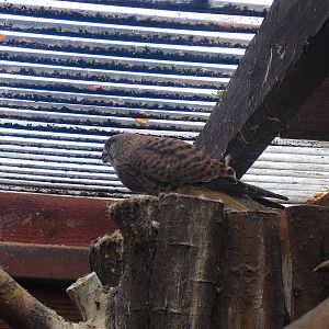 Eurasian Kestrel - 16/10/2011