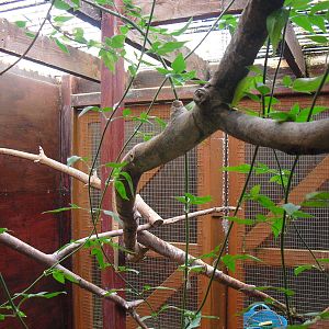 Southern White-faced Scops-owl Aviary - 16/10/2011