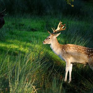 Common fallow deer at Rissen.