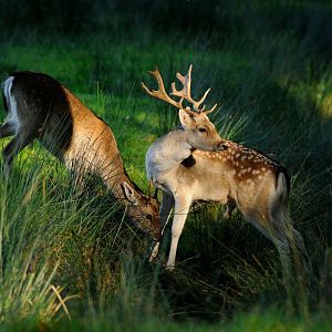 Common fallow deer at Rissen.