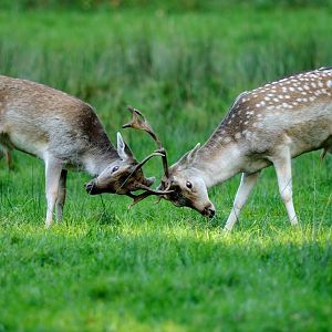 Common fallow deer at Rissen.