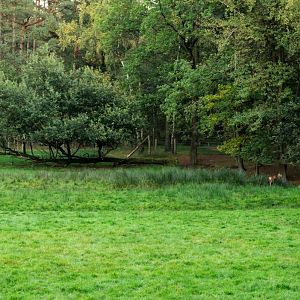 Deer and mouflon exhibit at Rissen.