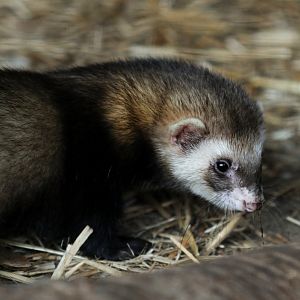 Domestic ferret at Rissen.