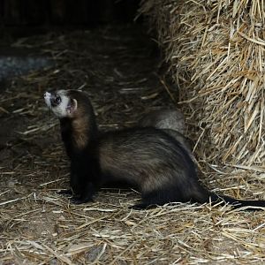 Domestic ferret at Rissen.