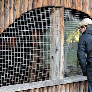 Domestic ferret exhibit at Rissen.