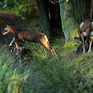 Mouflon at Rissen.