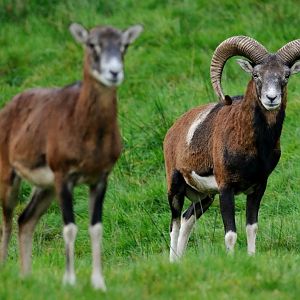 Mouflon at Rissen.