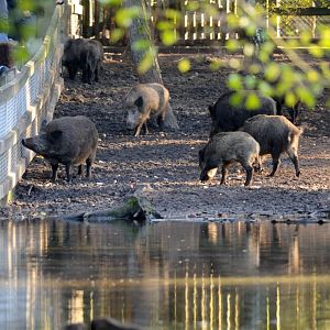 Eurasian wild boar exhibit at Rissen.