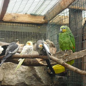 Cockatiels and Orange-winged Amazon - 16/10/2011