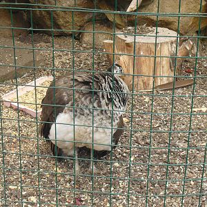 Indian Peafowl - 16/10/2011