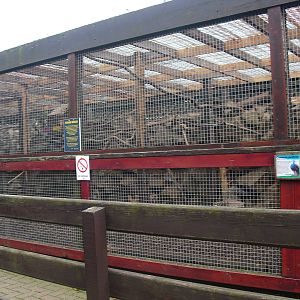 Indian Peafowl Aviary - 16/10/2011