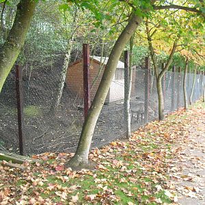 Domestic Reindeer Enclosure - 16/10/2011