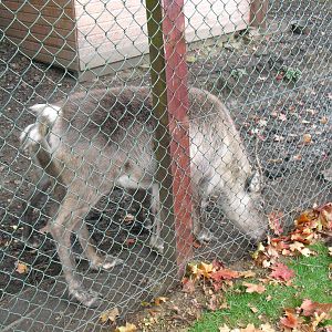 Domestic Reindeer - 16/10/2011