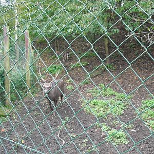 Sika Deer Enclosure - 16/10/2011