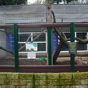 Raccoon Dog Enclosure - 16/10/2011