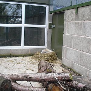 Striped Skunk Enclosure - 16/10/2011