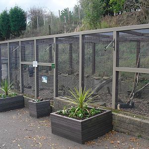 Ring-tailed Lemur Enclosure - 16/10/2011