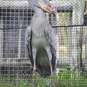 Whalebilled Stork