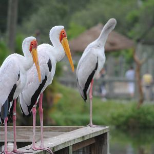 Yellow-billed Storks
