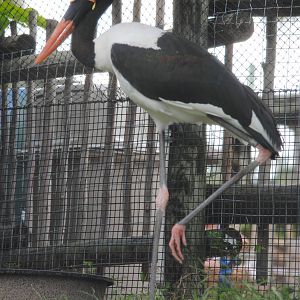 Saddle-billed Stork