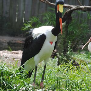 Saddle-billed Stork