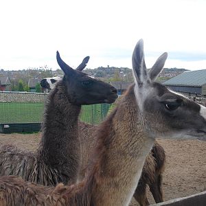 Llamas - 16/10/2011