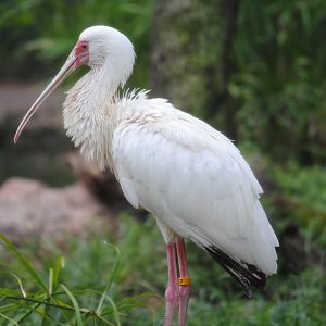 African Spoonbill